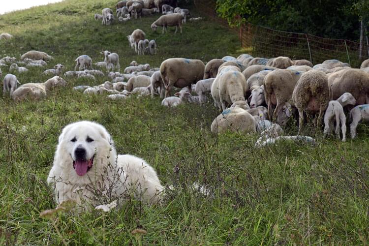 Un patou surveillant son troupeau de mouton